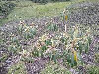 Euphorbia laurifolia image