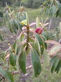 Euphorbia laurifolia image