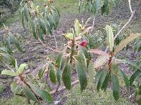 Euphorbia laurifolia image