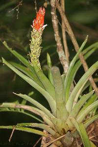 Guzmania monostachia image