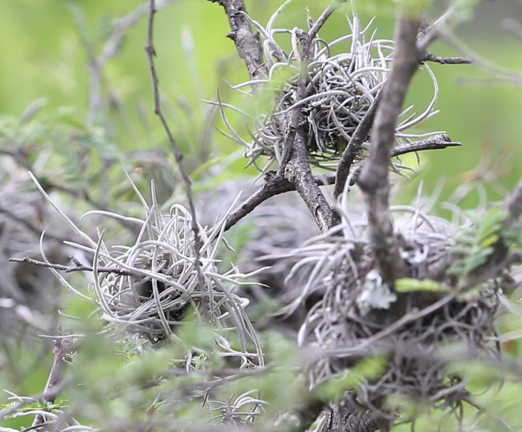 Tillandsia recurvata image