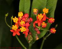 Asclepias curassavica image