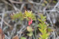 Vaccinium crenatum image