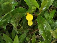 Calceolaria tripartita image