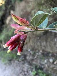 Cavendishia bracteata image