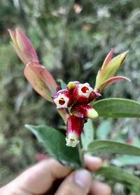 Cavendishia bracteata image