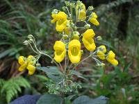 Calceolaria oxyphylla image