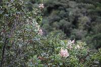 Oreocallis grandiflora image