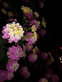 Lantana camara image