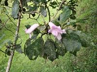 Delostoma integrifolium image