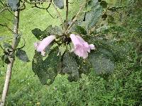 Delostoma integrifolium image