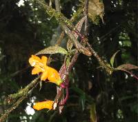 Columnea strigosa image