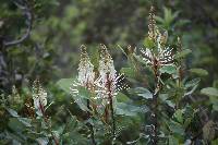 Oreocallis grandiflora image