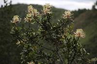 Oreocallis grandiflora image