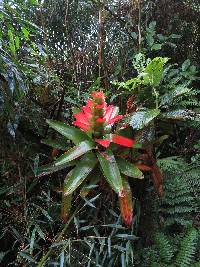 Guzmania gloriosa image