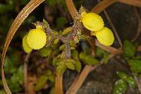 Calceolaria tripartita image