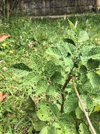 Solanum tuberosum image