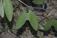 Passiflora indecora image