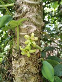 Vasconcellea pubescens image