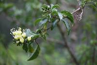 Cantua pyrifolia image