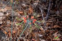 Eucrosia eucrosioides image