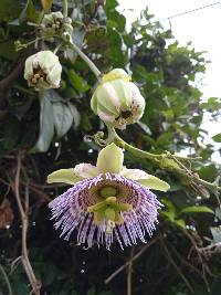 Passiflora ligularis image