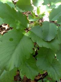 Kalanchoe pinnata image