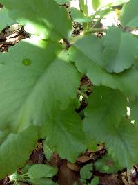 Image of Kalanchoe pinnata