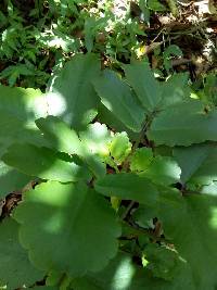 Kalanchoe pinnata image