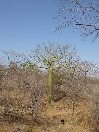 Ceiba trischistandra image