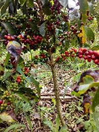 Coffea arabica image