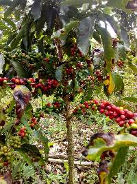 Coffea arabica image