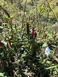 Phytolacca icosandra image