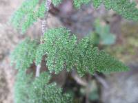 Myriopteris myriophylla image