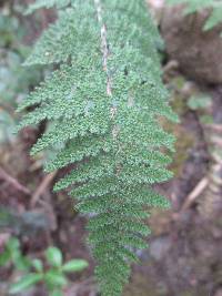 Myriopteris myriophylla image