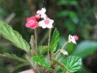 Begonia urticae image