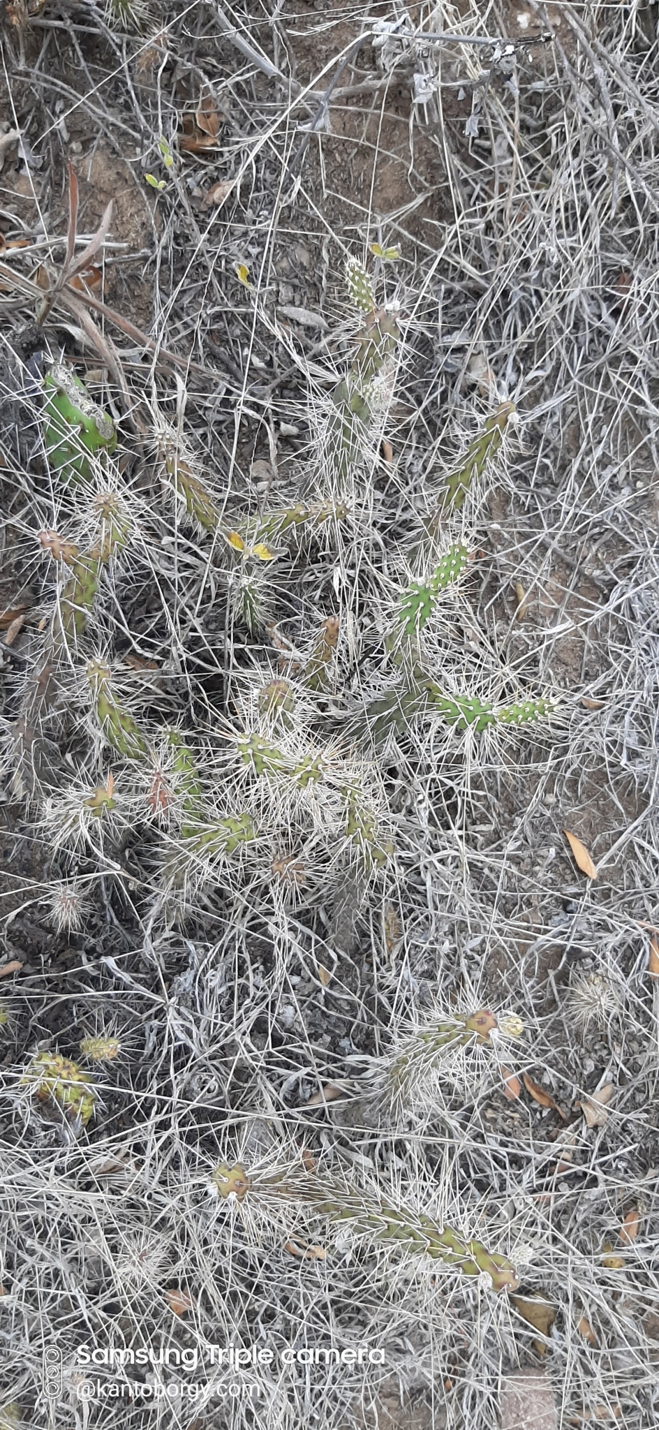 Opuntia pubescens image