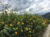 Tithonia diversifolia image