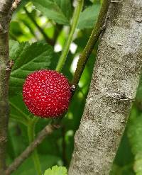 Rubus rosifolius image