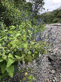 Salvia macrophylla image