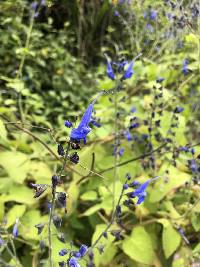 Salvia macrophylla image