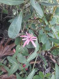 Passiflora sanguinolenta image