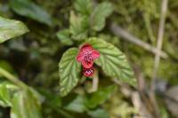 Begonia urticae image