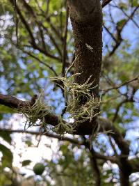 Tillandsia recurvata image