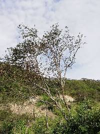 Vachellia macracantha image