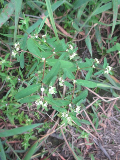 Euphorbia hyssopifolia image