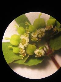 Euphorbia hyssopifolia image