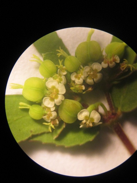 Euphorbia hyssopifolia image