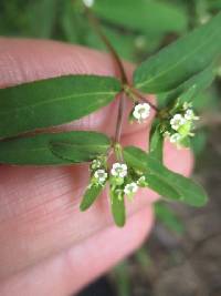 Euphorbia hyssopifolia image