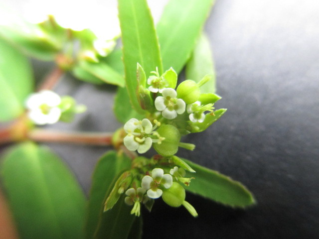 Euphorbia image